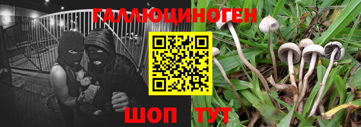 Геленджик  Галлюциногенные грибы GOLDEN TEACHER  Вход с VPN  Псилоцибиновые грибы GOLDEN TEACHER 